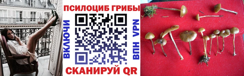 Псилоцибиновые грибы мухоморы купить наркотики цена кракен ТОР Дубна
